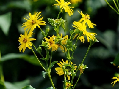 [串葉松香草]串葉松香草種子價(jià)格_圖片_怎么種