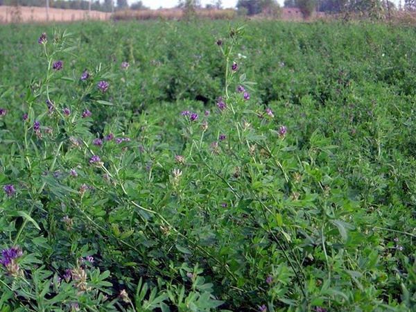 百綠三得利紫花苜蓿種子的種植養(yǎng)護(hù)技巧