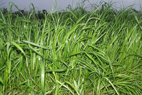 牧草黑麥草一畝地用多少種子？如何把握用量呢