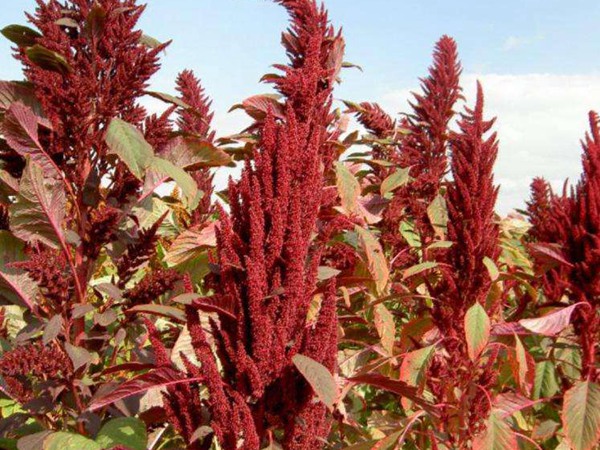 飼草和牧草有什么區(qū)別？