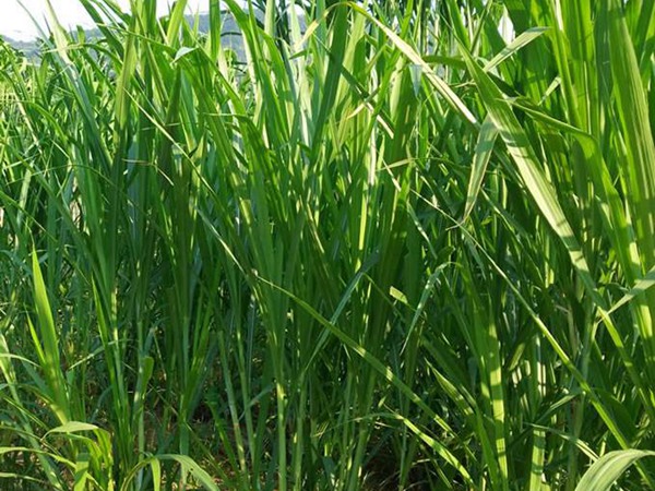 飼草和牧草有什么區(qū)別？