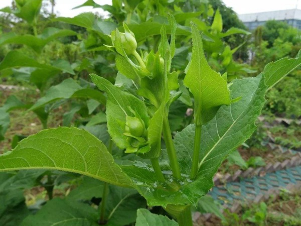 串葉松香草種子價(jià)格，多少錢一斤