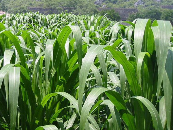 高丹草種子什么時候種，種植有什么技巧
