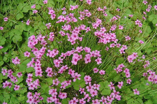紅三葉草種子價(jià)格，多少錢(qián)一斤