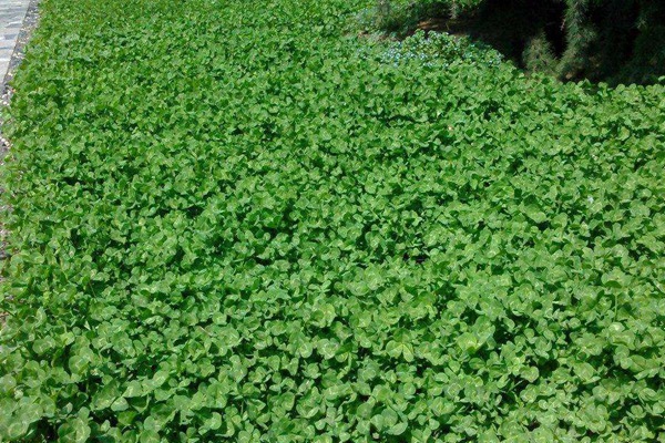 紅三葉草種子價(jià)格，多少錢(qián)一斤