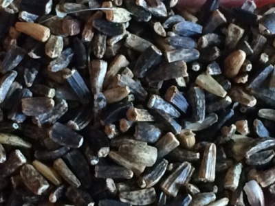 [串葉松香草]串葉松香草種子價格_什么時候播種