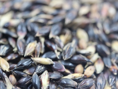 [蘇丹草]蘇丹草種子批發(fā)價(jià)格_種植方法