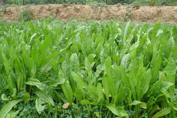 高產(chǎn)優(yōu)質(zhì)飼草菊苣有哪些特點