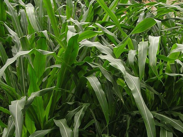 墨西哥玉米草種子播種后幾天發(fā)芽？怎么播種發(fā)芽更快