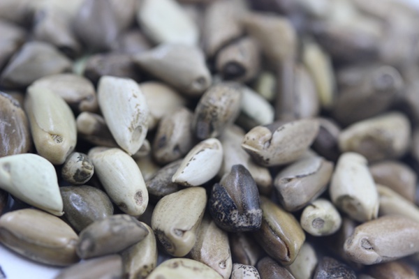 墨西哥玉米草種子播種后幾天發(fā)芽？怎么播種發(fā)芽更快