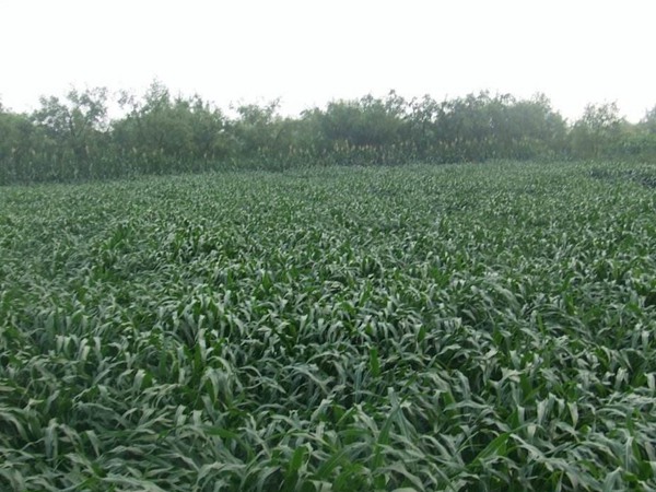 墨西哥玉米草種子播種后幾天發(fā)芽？怎么播種發(fā)芽更快