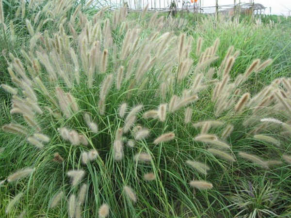 多年生雜交狼尾草種子多少錢(qián)一斤？哪里有賣(mài)的