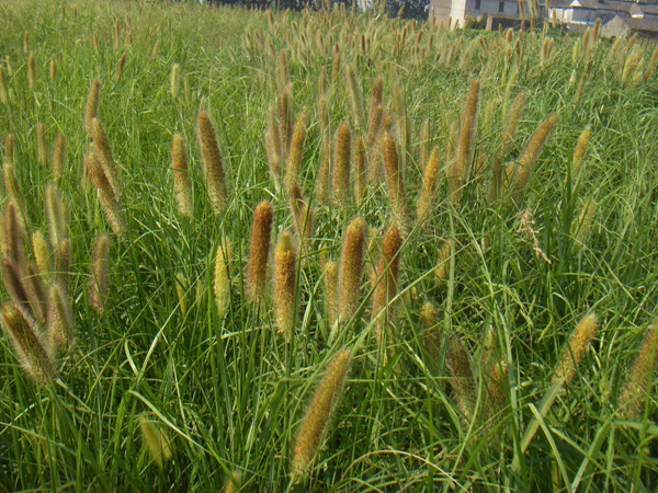 多年生雜交狼尾草種子多少錢(qián)一斤？哪里有賣(mài)的