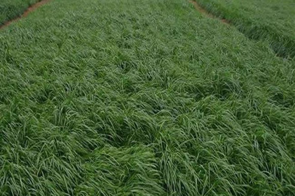 牧草和飼草的區(qū)別，各有什么特點(diǎn)