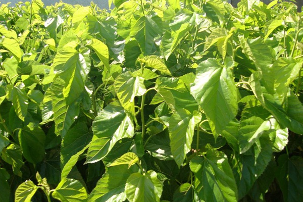 桑飼草樹能用作飼草嗎，種植養(yǎng)護技巧有哪些