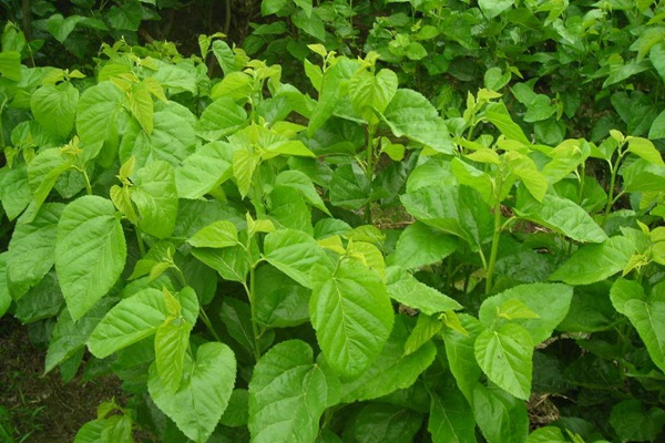桑飼草樹能用作飼草嗎，種植養(yǎng)護技巧有哪些