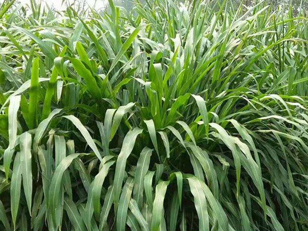 墨西哥玉米草可以直接用來(lái)喂豬嗎？如何喂養(yǎng)