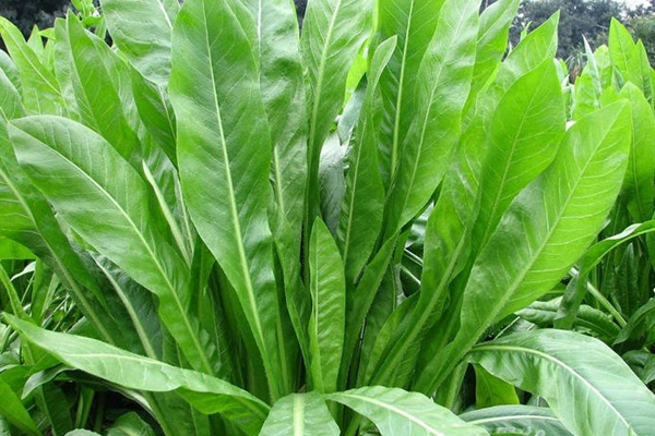 菊苣葉子能做飼草嗎？有什么營養(yǎng)價(jià)值