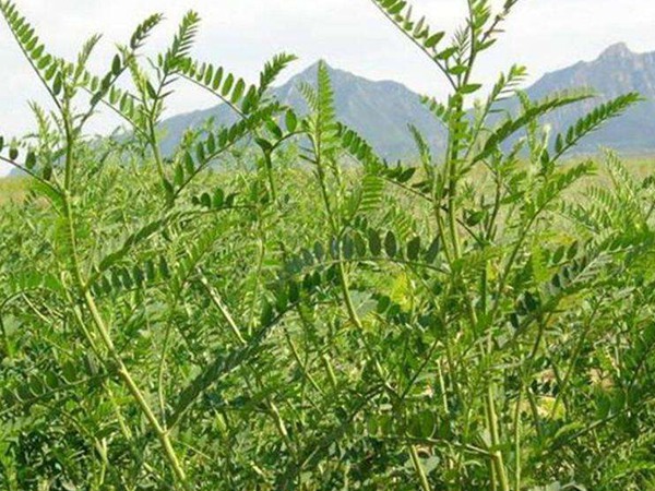 沙打旺種子價(jià)格，一畝地種多少