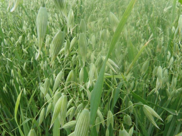 飼草型燕麥產(chǎn)量，如何提高畝產(chǎn)量