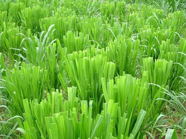 養(yǎng)牛的飼草什么好，有哪些品種飼草可以養(yǎng)牛