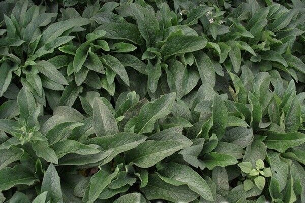 適應(yīng)中原地區(qū)種植的飼草，種植技巧