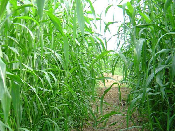 甜高粱有什么特點(diǎn)，如何種植
