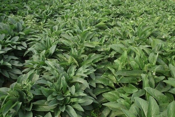 俄羅斯飼料菜的畝產(chǎn)量多少，如何高產(chǎn)