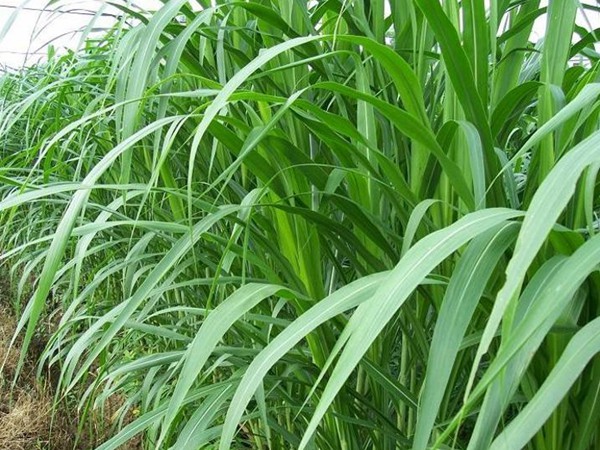 一畝皇竹草能養(yǎng)幾頭牛，經(jīng)濟(jì)效益怎么樣
