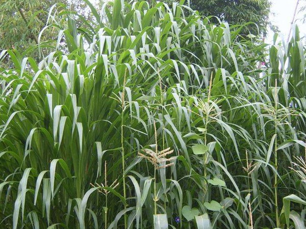一畝皇竹草能養(yǎng)幾頭牛，經(jīng)濟(jì)效益怎么樣