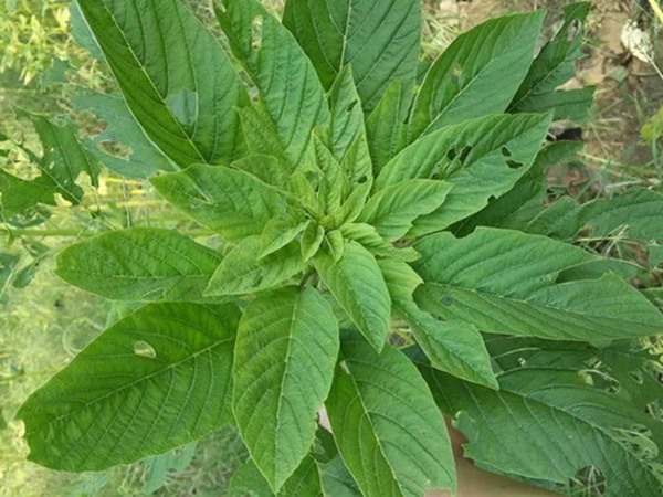 養(yǎng)豬最好的牧草品種，怎樣提高豬肉產(chǎn)量