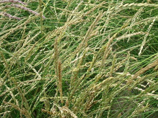 牧草種植技術(shù)包括哪些，有哪些共同的種植技巧