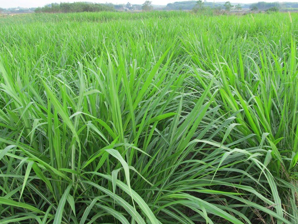 皇竹草可以喂牛嗎，有什么營養(yǎng)價(jià)值
