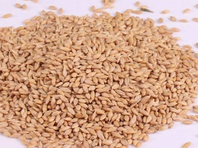 [大麥]大麥種子價(jià)格_種植方法