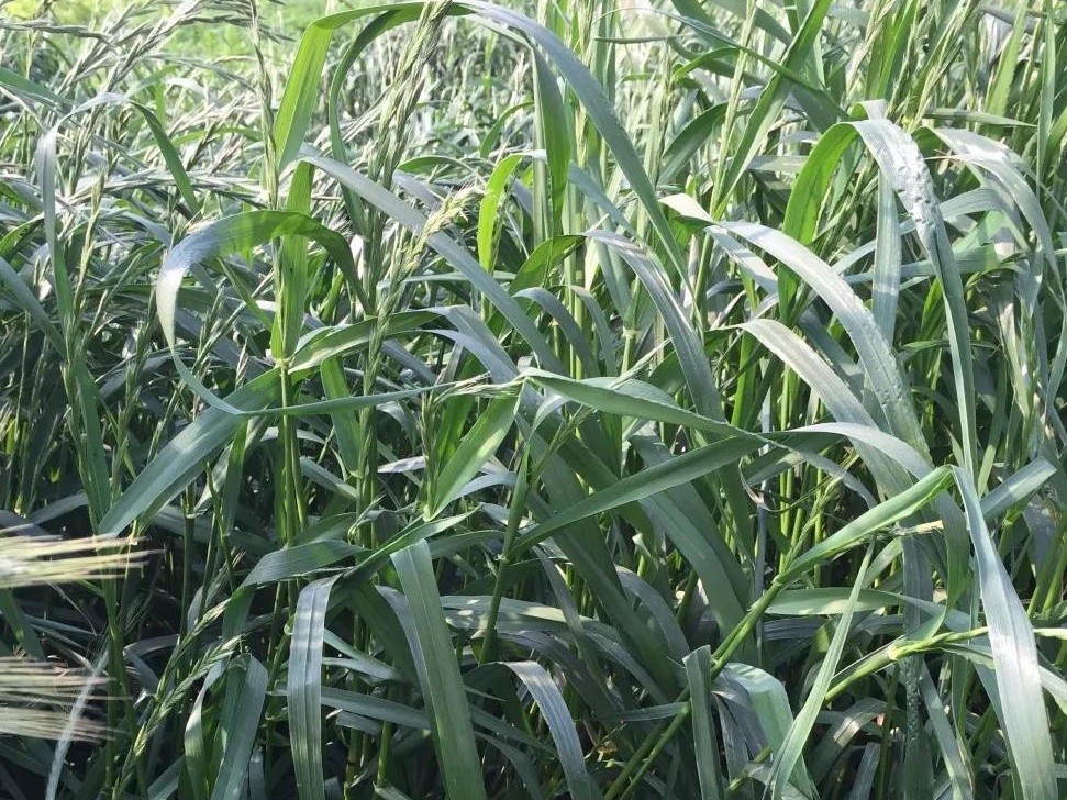 綠肥-黑麥草牧草種子【一年生黑麥草、冬牧-70】