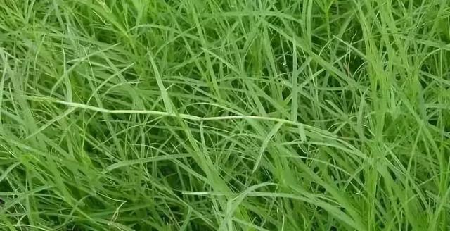 花園草坪的種植方法與養(yǎng)護(hù)管理經(jīng)驗(yàn)