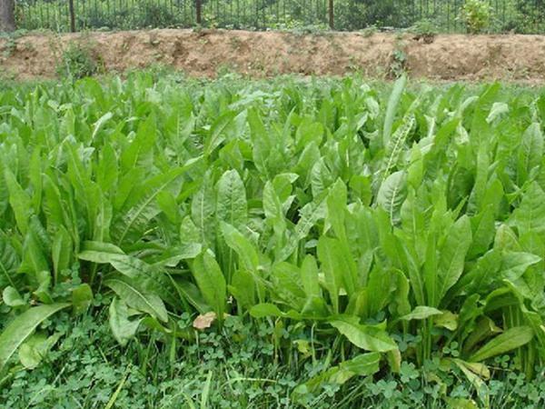雜交育成的牧草種子，魯梅克斯種子的播種技術(shù)與方法
