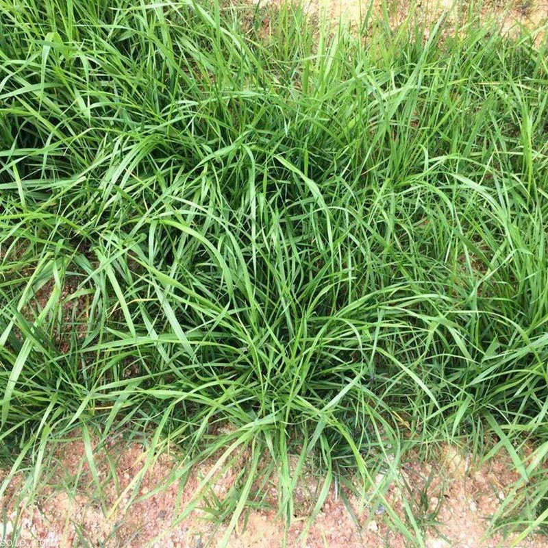 狗牙根和細葉結(jié)縷草兩者有什么區(qū)別