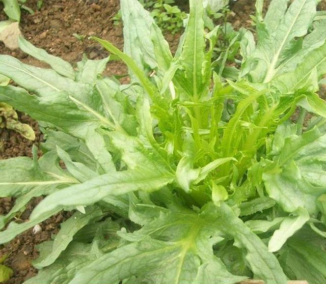 苦荬菜怎樣種植效果好？怎么種植可以高產(chǎn)量