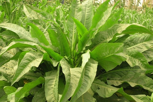 農(nóng)戶養(yǎng)鴨菊苣種子價格多少錢一斤，菊苣草播種時間