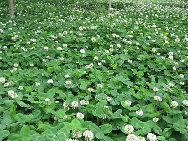 種植白三葉，不但可以綠化環(huán)境，而且改善空氣質(zhì)量