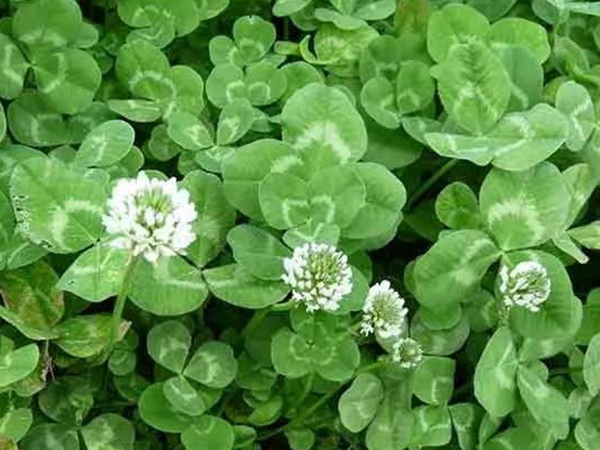 種植白三葉，不但可以綠化環(huán)境，而且改善空氣質(zhì)量