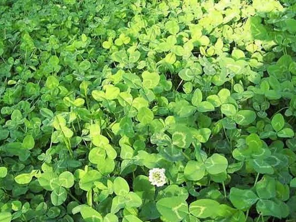 種植白三葉，不但可以綠化環(huán)境，而且改善空氣質(zhì)量