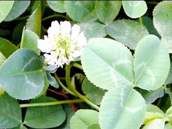 白三葉病蟲(chóng)防害需要怎么防治方法