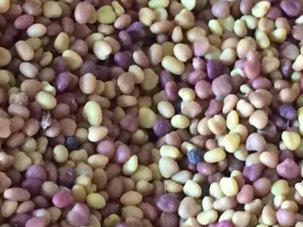 白三葉在北方最佳種植時(shí)間是什么時(shí)候？