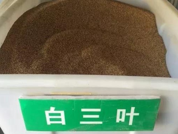 白三葉在北方最佳種植時(shí)間是什么時(shí)候？