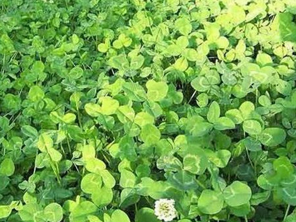 白三葉在北方最佳種植時(shí)間是什么時(shí)候？