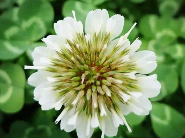 白三葉種植技術(shù)和方法，報(bào)價(jià)哪家靠譜