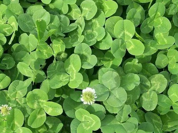白三葉種植技術(shù)和方法，報(bào)價(jià)哪家靠譜