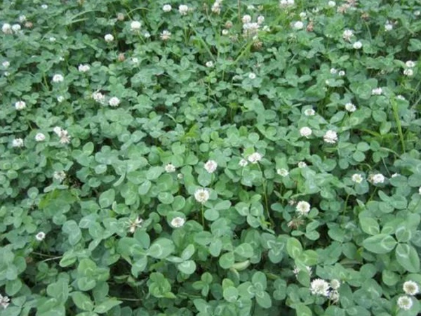 白三葉種植技術(shù)和方法，報(bào)價(jià)哪家靠譜